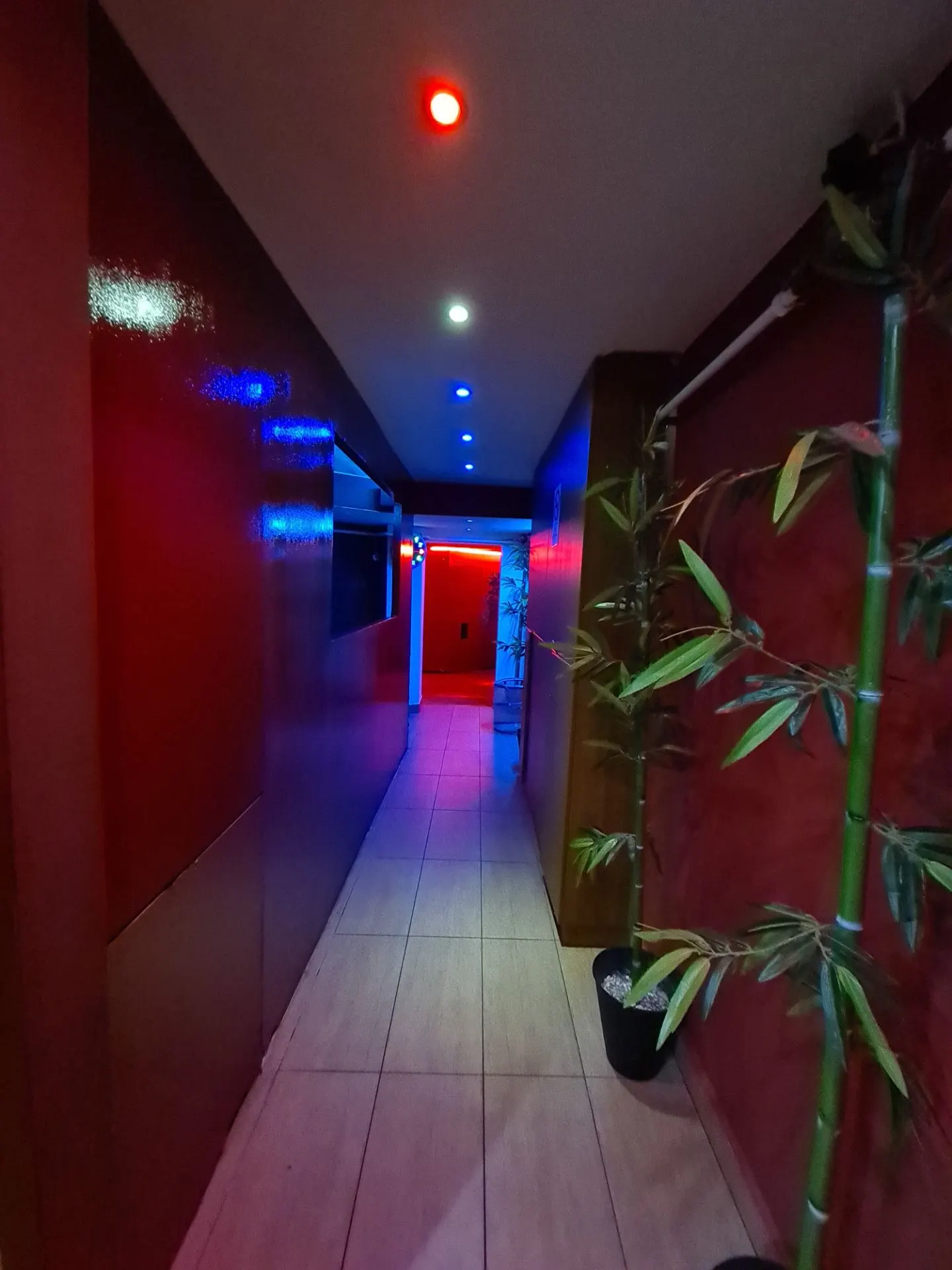 Corridor with bamboo where blue and red lights meet